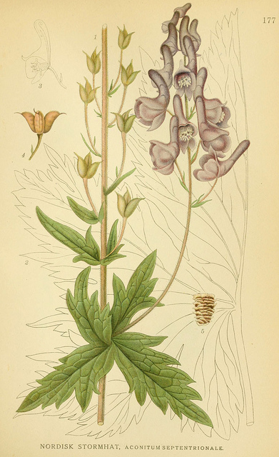 Aconitum septentrionale (Aconitum septentrionale)
