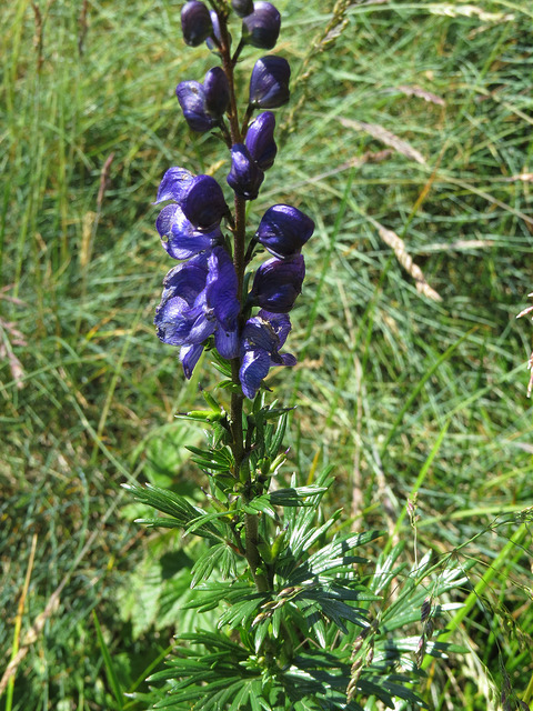 Aconit panaché (Aconitum variegatum)