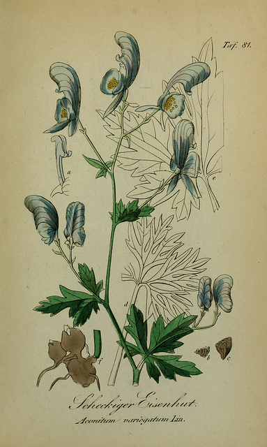 Aconit panaché