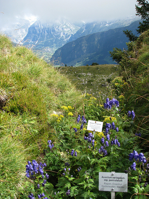 Aconit panaché