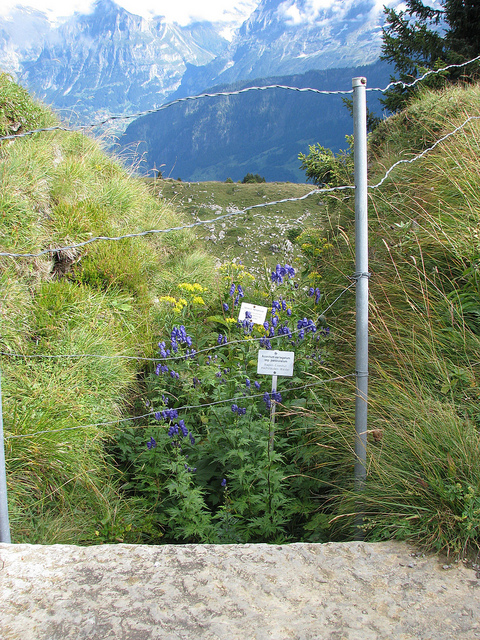 Aconit panaché