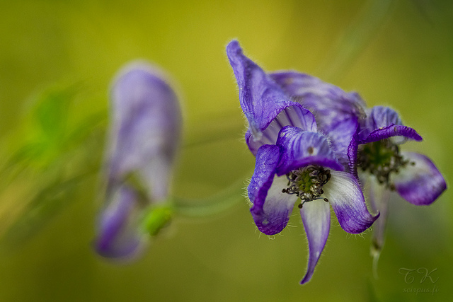 Aconit grimpante (Aconitum volubile)