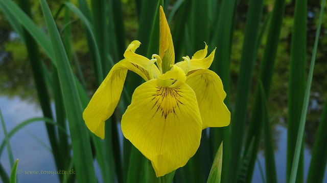 Jonc odorant (Acorus calamus)