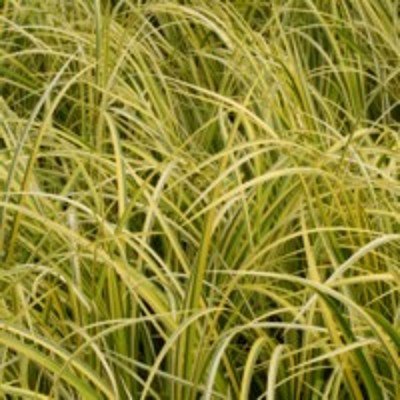Acore gramineus