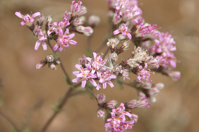 Acourtia microcephala