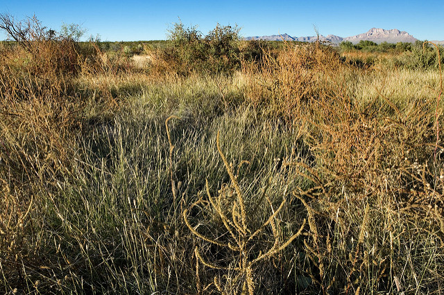 Acourtia wrightii