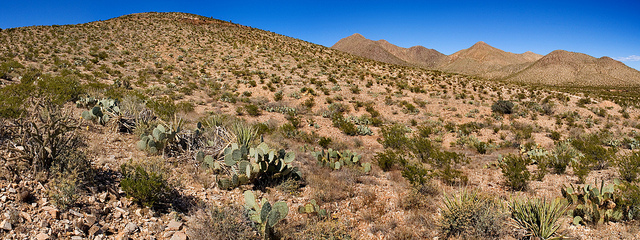 Acourtia wrightii (Acourtia wrightii)
