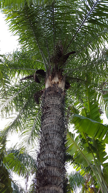 Acrocomia aculeata