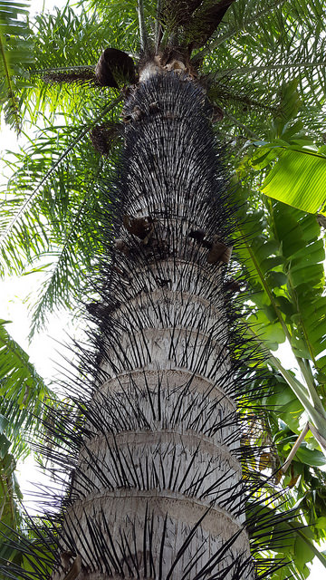 Acrocomia aculeata