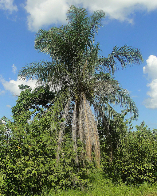 Acrocomia aculeata