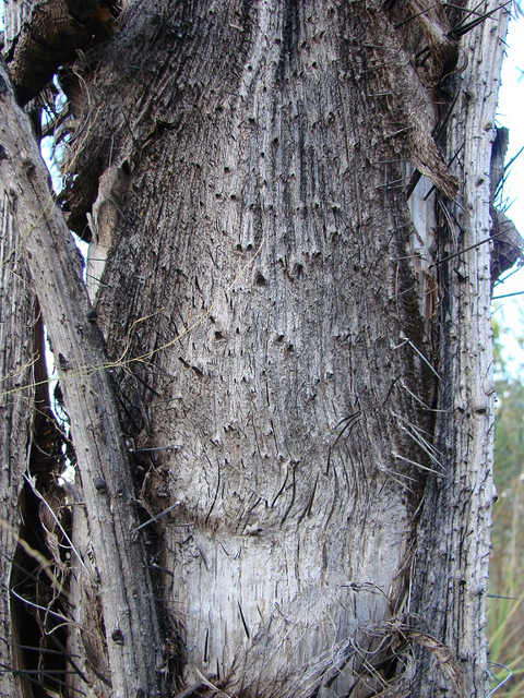 Acrocomia aculeata