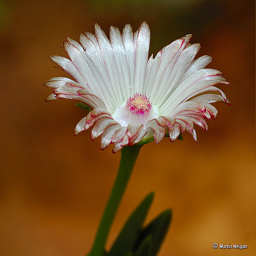 Acrodon bellidiflorus