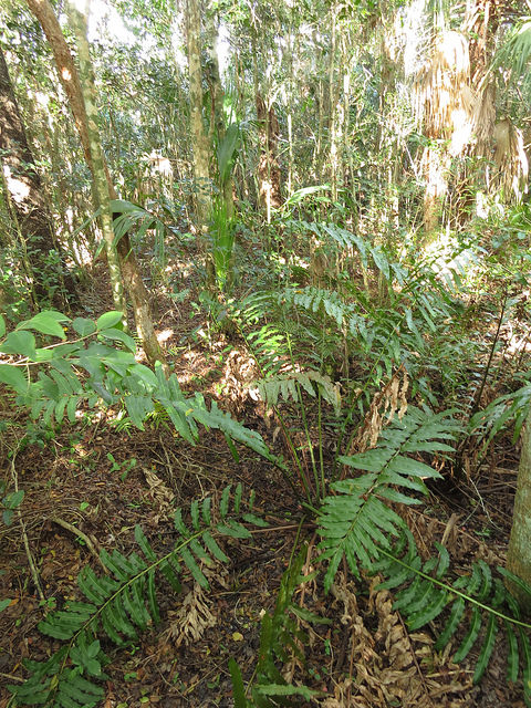 Acrostichum danaeifolium
