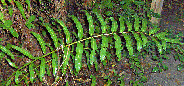 Acrostichum danaeifolium
