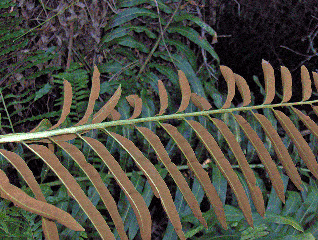 Acrostichum danaeifolium