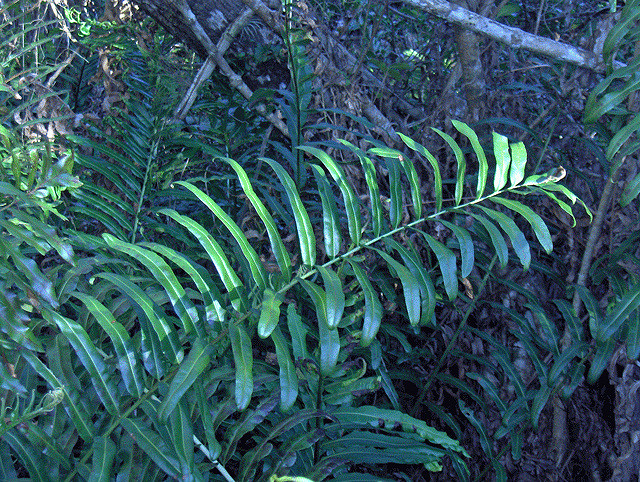 Acrostichum danaeifolium