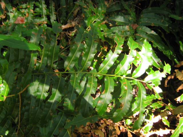 Acrostichum danaeifolium (Acrostichum danaeifolium)