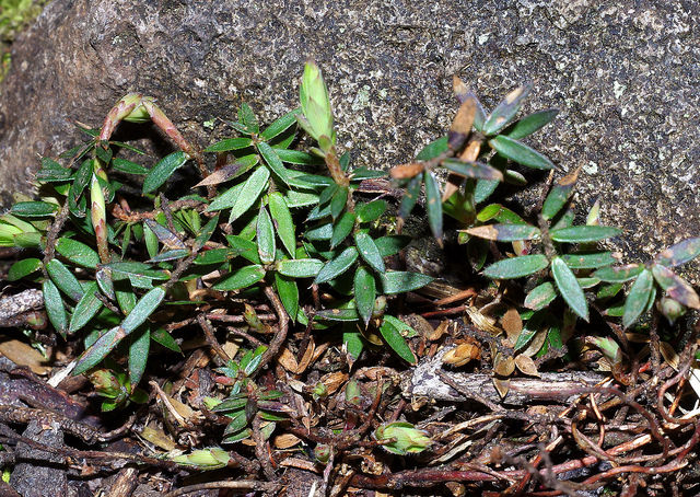 Acrotriche prostrata