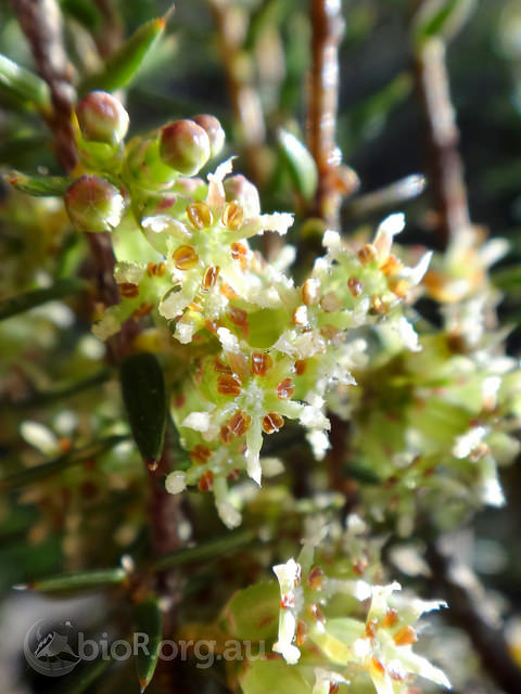 Acrotriche serrulata