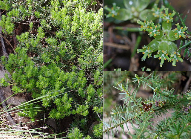 Acrotriche serrulata