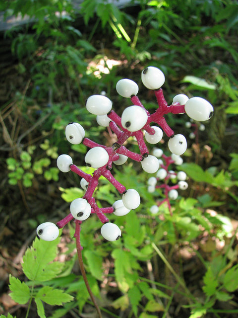 Actée pachypoda