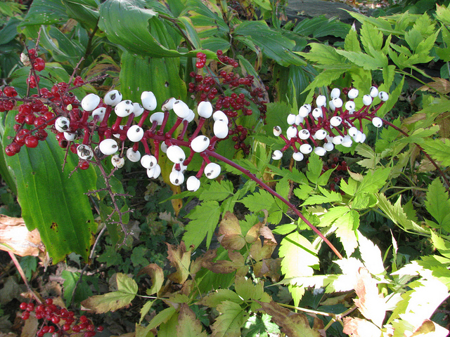 Actée pachypoda (Actaea pachypoda)