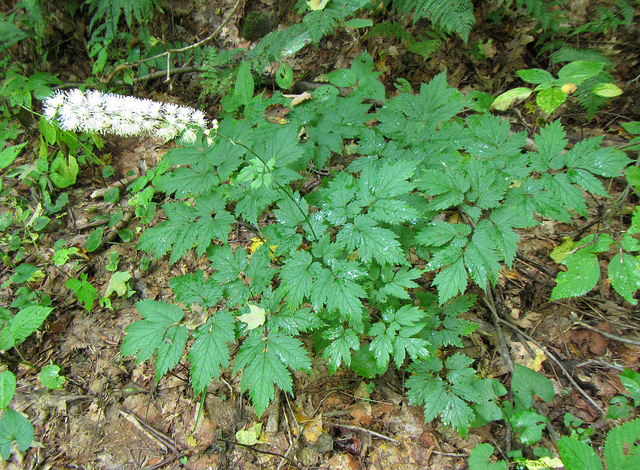 Actaea podocarpa (Actaea podocarpa)