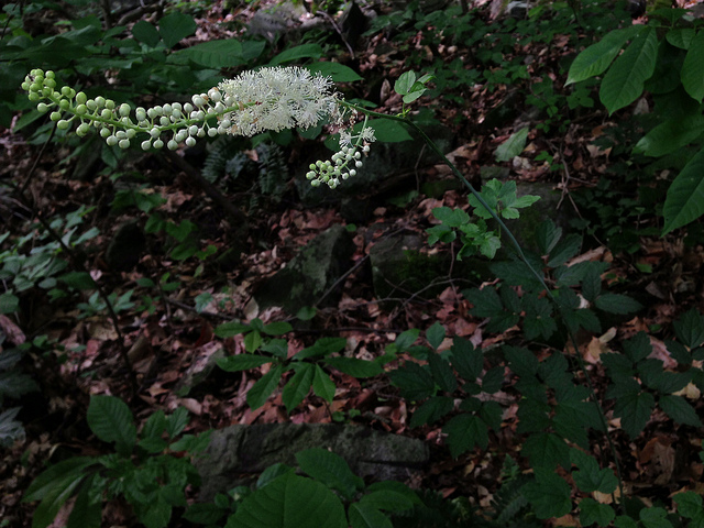 Actée à grappe (Actaea racemosa)
