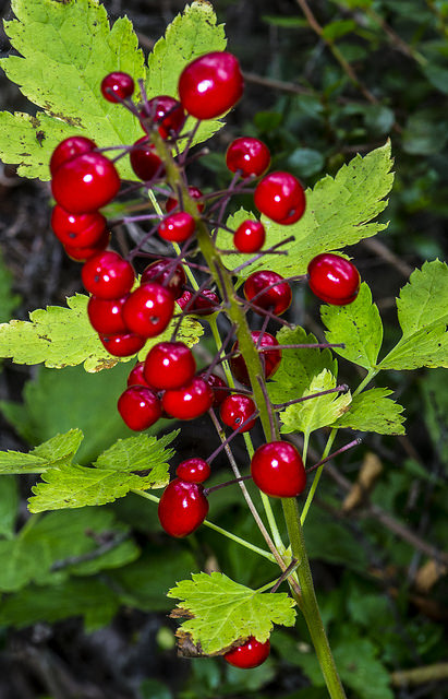 Actée rouge (Actaea rubra)