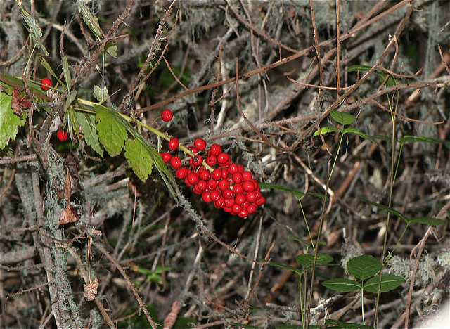 Actée rouge