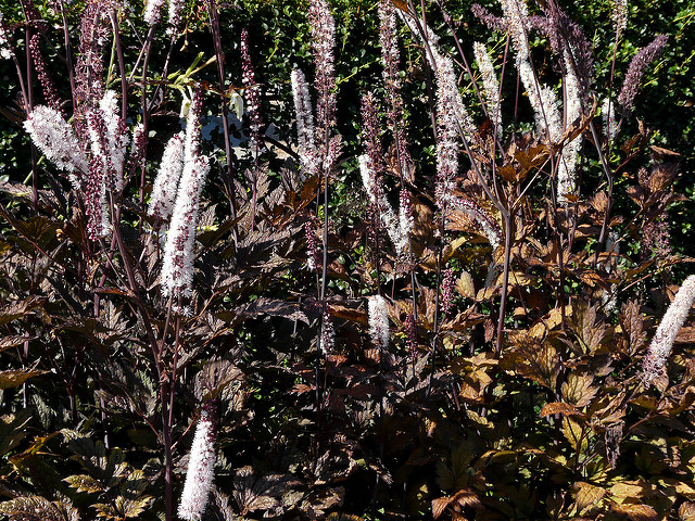 Actaea simplex