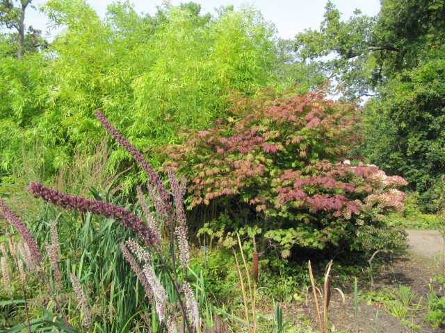 Actaea simplex