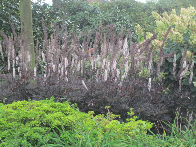 Actaea simplex