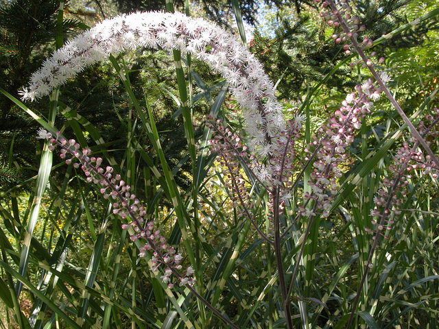 Actaea simplex