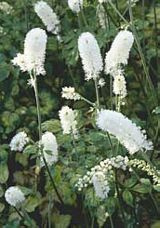 Actaea simplex