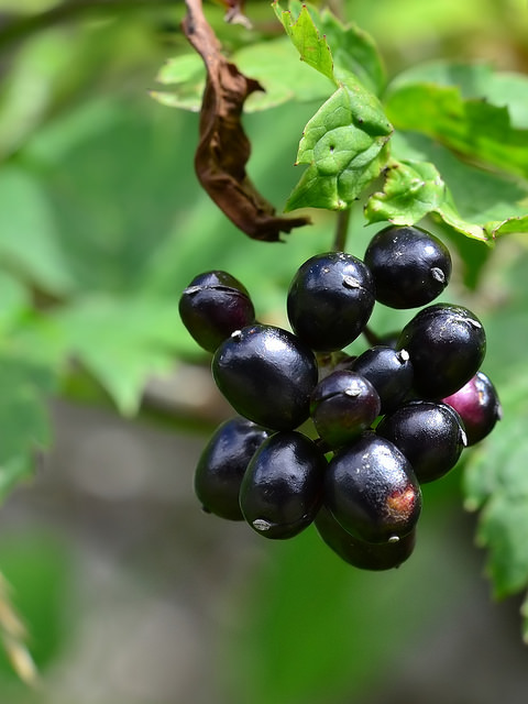 Actée en épi (Actaea spicata)