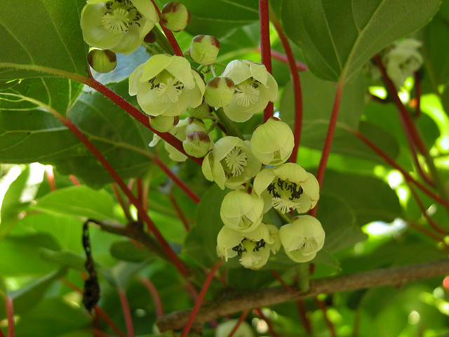 Kiwai (Actinidia arguta)