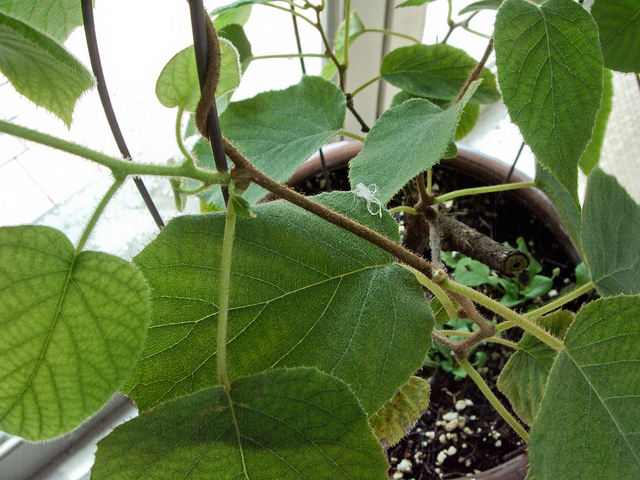 Kiwi
