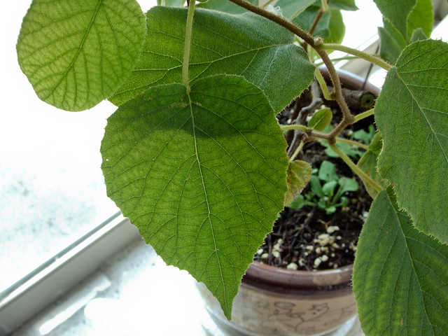 Kiwi