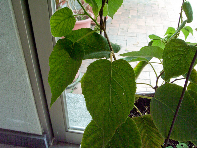 Kiwi (Actinidia chinensis)