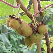 Kiwi