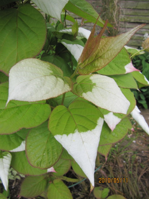 Kiwi arctique
