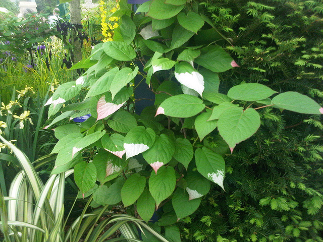 Kiwi arctique (Actinidia kolomikta)