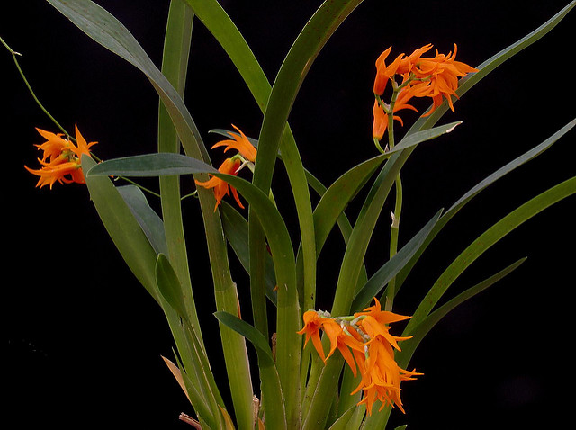 Brassia auriantica (Ada aurantiaca)