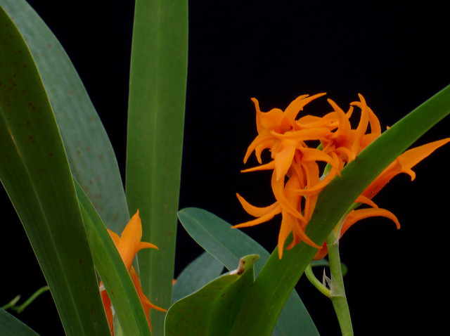 Brassia auriantica