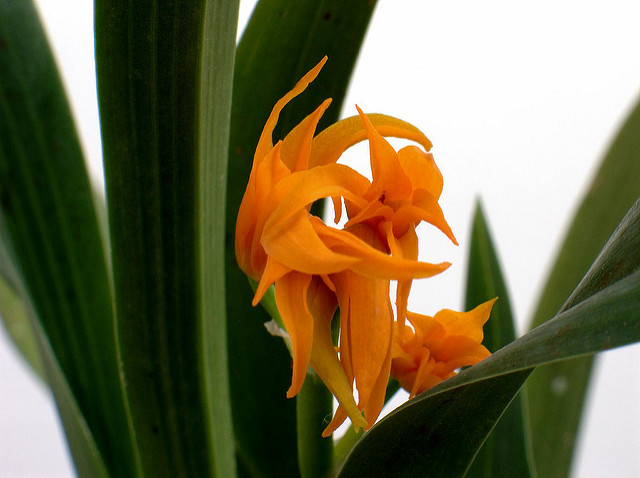 Brassia auriantica
