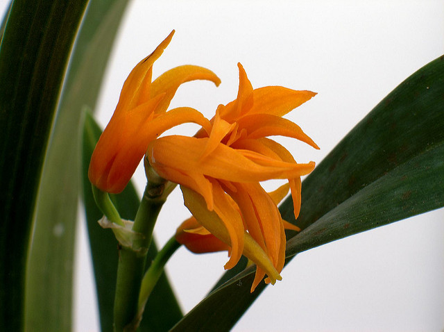 Brassia auriantica