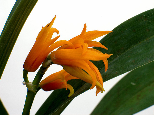 Brassia auriantica