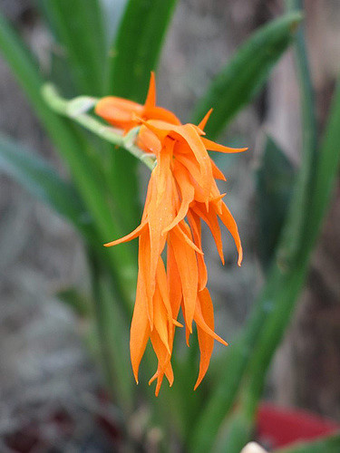 Brassia auriantica
