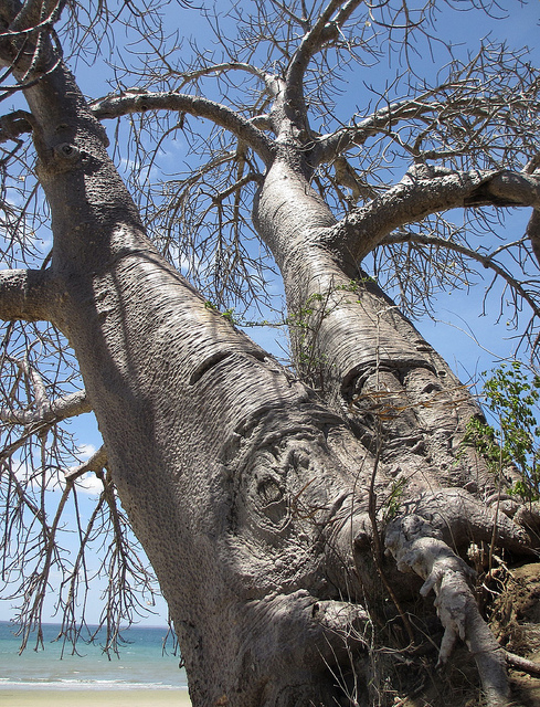 Baobab